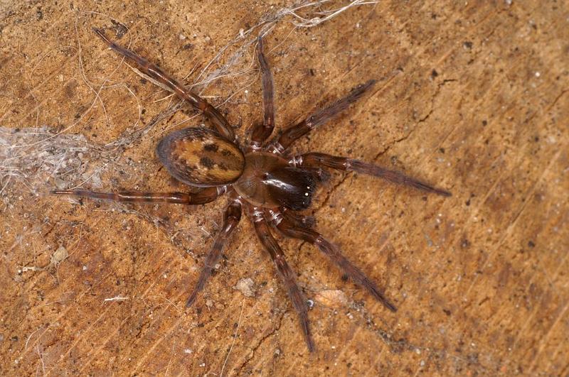 Amaurobius_fenestralis_D7683_Z_88_Badhoevedorp_Nederland.jpg