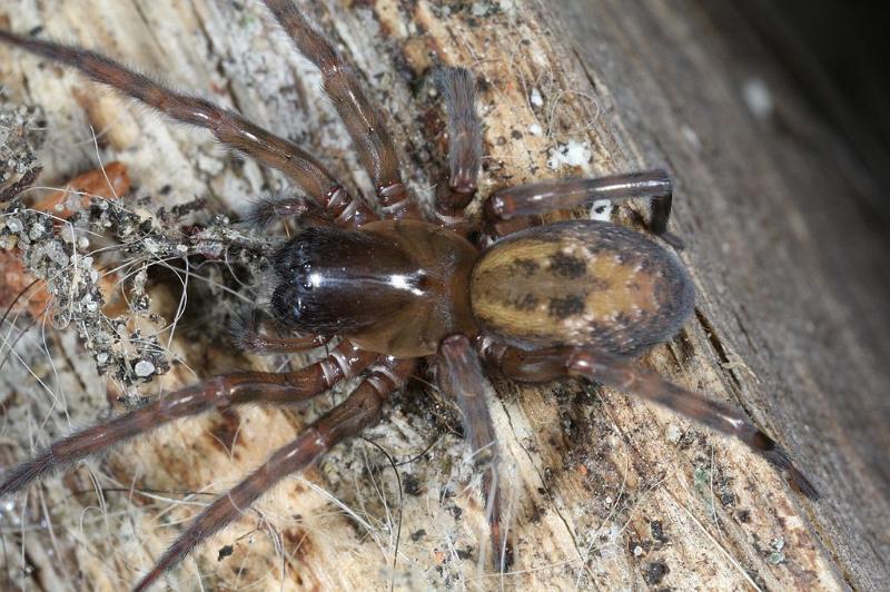 Amaurobius_fenestralis_D7686_Z_89_Badhoevedorp_Nederland.jpg