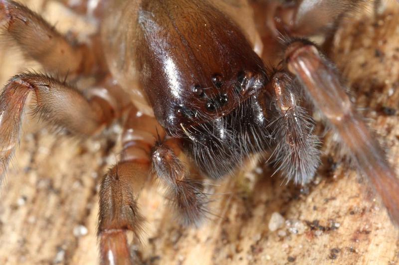 Amaurobius_fenestralis_D7689_Z_89_Badhoevedorp_Nederland.jpg