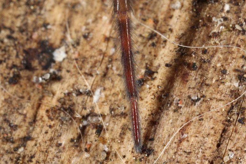 Amaurobius_fenestralis_D7690_Z_87_Badhoevedorp_Nederland.jpg