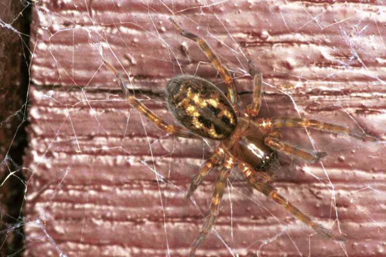 Amaurobius_fenestralis_F1441_Z_85_Veenendaal_Nederland.jpg