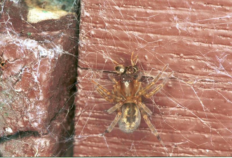 Amaurobius_fenestralis_F1443_Z_87_Veenendaal_Nederland.jpg