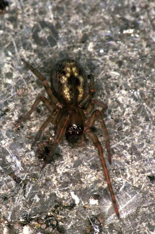 Amaurobius_fenestralis_F1451_Z_76_Veenendaal_Nederland.jpg