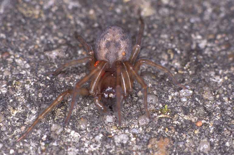Amaurobius_fenestralis_P0175_Z_75_Badhoevedorp_Nederland.jpg