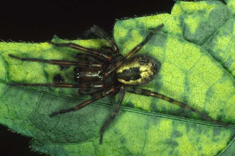 Amaurobius_fenestralis_P0359_Z_84_Waterleidingduinen_Nederland.jpg