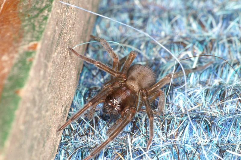 Amaurobius_ferox_D3084_Z_85_Badhoevedorp_Nederland.jpg