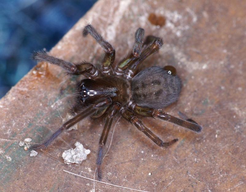 Amaurobius_ferox_D3088_Z_88_Badhoevedorp_Nederland.jpg