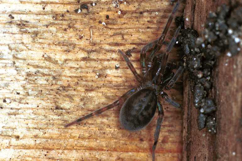 Amaurobius_ferox_F0370_Z_85_Badhoevedorp_Nederland.jpg