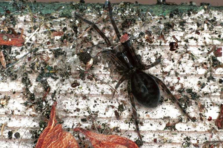 Amaurobius_ferox_F0371_Z_75_Badhoevedorp_Nederland.jpg