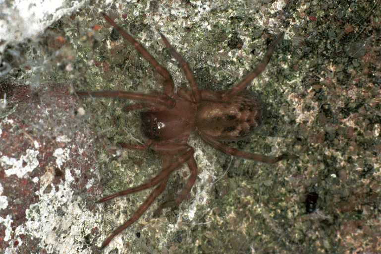 Amaurobius_similis_F0372_O_87_Badhoevedorp_Nederland.jpg