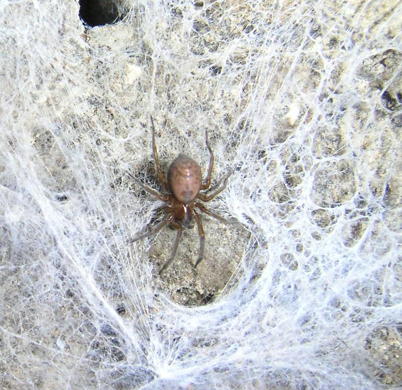 Calllobius_claustrarius_D2790_O_81_Antwerpen_Belgie.jpg