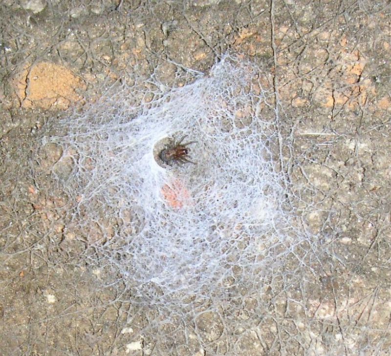 Calllobius_claustrarius_D2793_Z_75_Antwerpen_Belgie.jpg