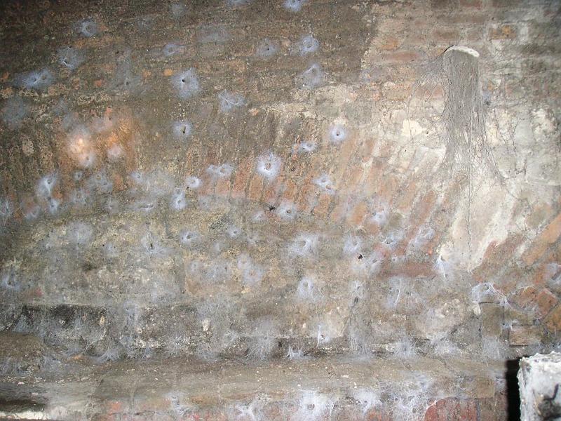 Calllobius_claustrarius_D2794_Z_84_Antwerpen_Belgie.jpg