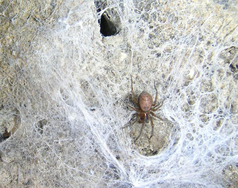 Calllobius_claustrarius_D2796_Z_92_Antwerpen_Belgie.jpg