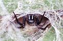 Amaurobius_ZZ243_F2352_Z_89_Wangarei_Nieuw-Zeeland