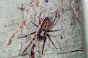 Amaurobius_ZZ246_F2358_Z_85_Wangarei_Nieuw-Zeeland