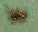 Amaurobius_fenestralis_D4303_Z_90_Waterleidingduinen_Nederland
