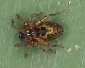 Amaurobius_fenestralis_D4304_Z_90_Waterleidingduinen_Nederland