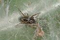 Amaurobius_fenestralis_D4306_Z_84_Waterleidingduinen_Nederland