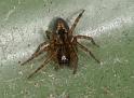 Amaurobius_fenestralis_D4307_Z_84_Waterleidingduinen_Nederland