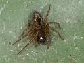 Amaurobius_fenestralis_D4308_Z_84_Waterleidingduinen_Nederland