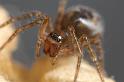Amaurobius_fenestralis_D7600_Z_88_Badhoevedorp_Nederland