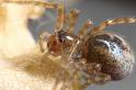 Amaurobius_fenestralis_D7601_Z_85_Badhoevedorp_Nederland