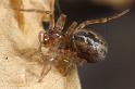 Amaurobius_fenestralis_D7602_Z_88_Badhoevedorp_Nederland