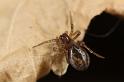 Amaurobius_fenestralis_D7603_Z_89_Badhoevedorp_Nederland