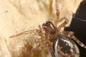Amaurobius_fenestralis_D7604_Z_88_Badhoevedorp_Nederland