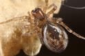 Amaurobius_fenestralis_D7605_Z_88_Badhoevedorp_Nederland