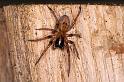 Amaurobius_fenestralis_D7677_Z_84_Badhoevedorp_Nederland