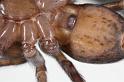 Amaurobius_fenestralis_D7680_Z_85_Badhoevedorp_Nederland