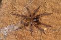 Amaurobius_fenestralis_D7682_Z_89_Badhoevedorp_Nederland
