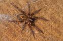 Amaurobius_fenestralis_D7683_Z_88_Badhoevedorp_Nederland