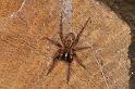 Amaurobius_fenestralis_D7684_Z_88_Badhoevedorp_Nederland