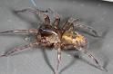 Amaurobius_fenestralis_D7685_Z_89_Badhoevedorp_Nederland