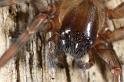Amaurobius_fenestralis_D7687_Z_89_Badhoevedorp_Nederland