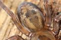 Amaurobius_fenestralis_D7688_Z_89_Badhoevedorp_Nederland