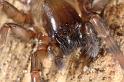 Amaurobius_fenestralis_D7689_Z_89_Badhoevedorp_Nederland