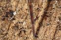 Amaurobius_fenestralis_D7690_Z_87_Badhoevedorp_Nederland