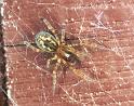 Amaurobius_fenestralis_F1442_Z_85_Veenendaal_Nederland