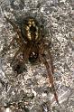 Amaurobius_fenestralis_F1452_Z_82_Veenendaal_Nederland