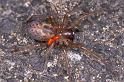 Amaurobius_fenestralis_P0138_O_90_Badhoevedorp_Nederland