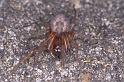 Amaurobius_fenestralis_P0175_Z_75_Badhoevedorp_Nederland