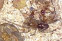 Amaurobius_fenestralis_P0212_Z_90_Veenendaal_Nederland