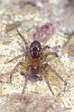 Amaurobius_fenestralis_P0217_Z_75_Veenendaal_Nederland