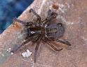Amaurobius_ferox_D3088_Z_88_Badhoevedorp_Nederland