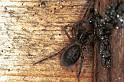 Amaurobius_ferox_F0370_Z_85_Badhoevedorp_Nederland