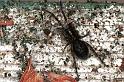 Amaurobius_ferox_F0371_Z_75_Badhoevedorp_Nederland